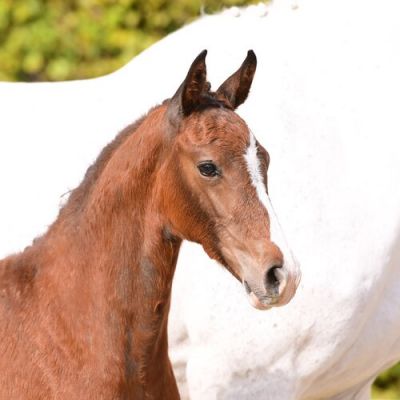 Casall_Contender_DSC_3456.jpg