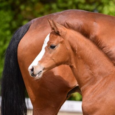 Cascadello_I_Contender_DSC_2114.jpg