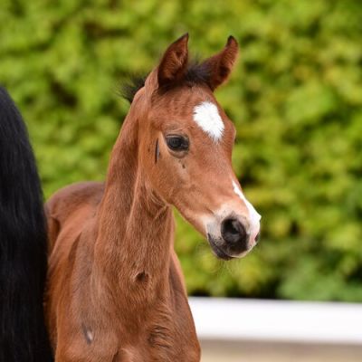 Chacfly_Adagio_DSC_2814.jpg