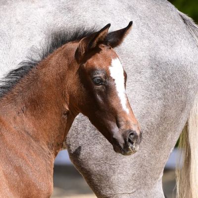 Vingino_Cornet_DSC_1858.jpg